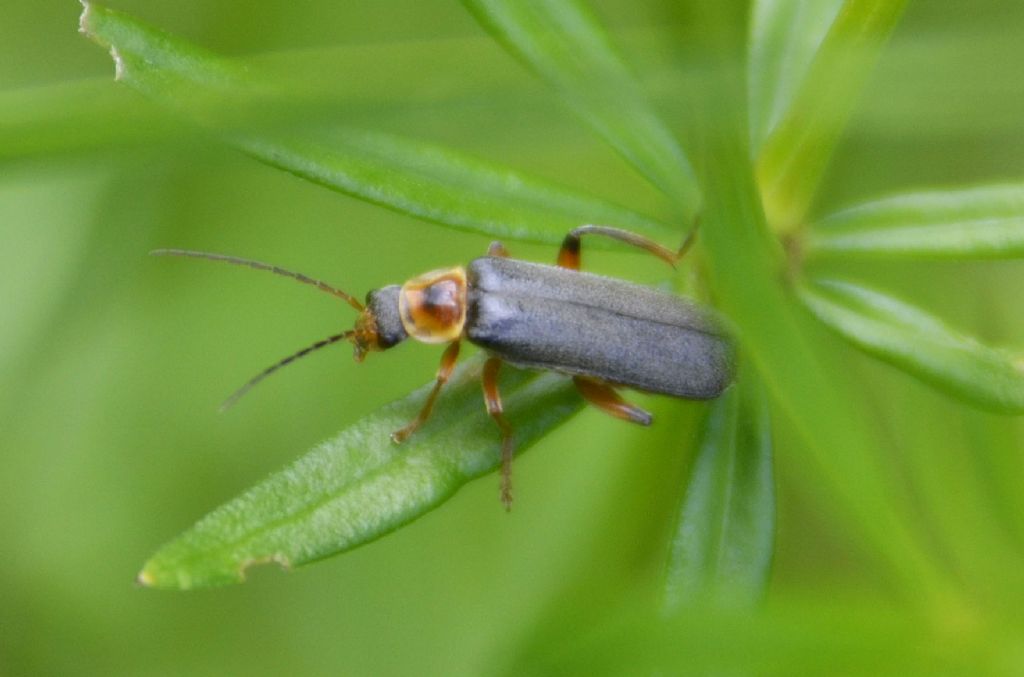 Cantharis nigricans ?    Sì !